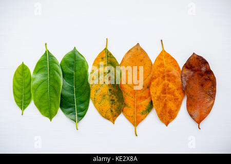 Feuilles de différentes âge de jack fruits arbre sur fond blanc. le vieillissement et de saison avec des feuilles coloré concept télévision lay et copiez l'espace. Banque D'Images