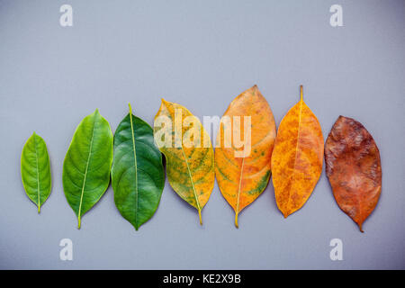 Feuilles de différentes âge de jack fruits arbre sur fond gris. Vieillissement et concept de saison avec des feuilles colorées télévision lay et copiez l'espace. Banque D'Images