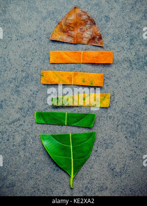 Feuilles de différentes âge de jack fruits arbre sur fond noir en foncé. Vieillissement et concept de saison avec des feuilles colorées télévision lay et copiez l'espace. Banque D'Images