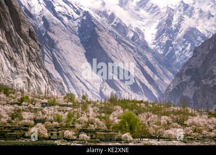 Les amandiers en fleurs dans un village sur les rives de l'Indus, près de Skardu, la vallée de l'Indus, au Cachemire, au Pakistan, 1990 Banque D'Images