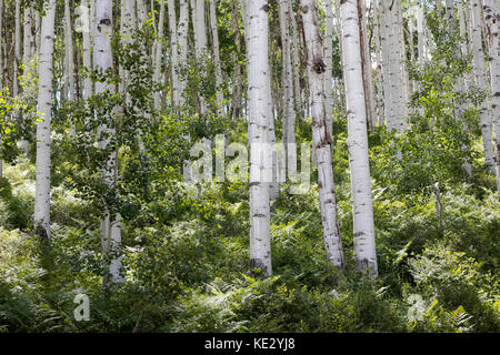 Aspen Grove, Rocky Mountain Foothills, Coloraro, États-Unis Banque D'Images