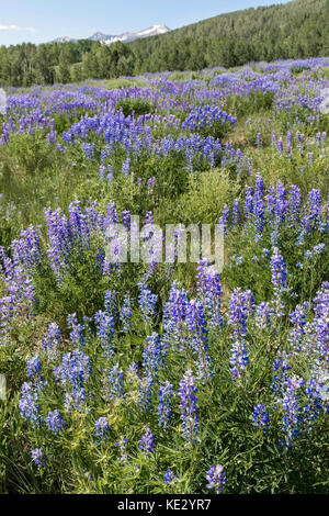 Silvery Lupin (Lupinus argenteus) Rocky Mountain Foothills, Colorado, États-Unis Banque D'Images