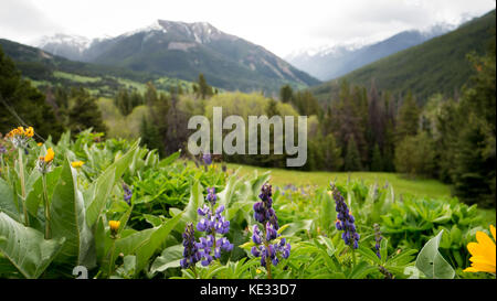 Gros plan de fleurs sauvages (Lupin, racine de Balsam) dans un pré alpin par un jour sombre et pluvieux - South Chilcotin Mountain Park, C.-B., Canada Banque D'Images