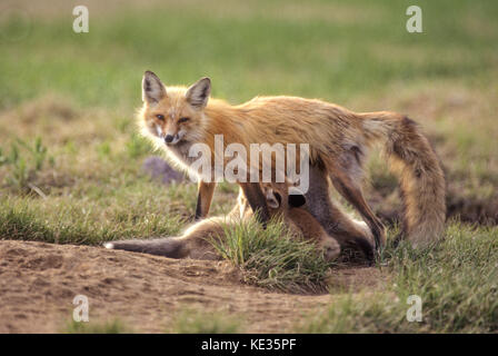 Le renard roux (Vulpes vulpes), soins infirmiers de l'Ontario, le parc provincial Killarney Banque D'Images