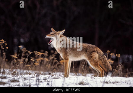 Le coyote (Canis latrans) - espèces en captivité - Montana Banque D'Images