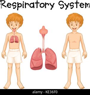 Système respiratoire dans illustration garçon Illustration de Vecteur