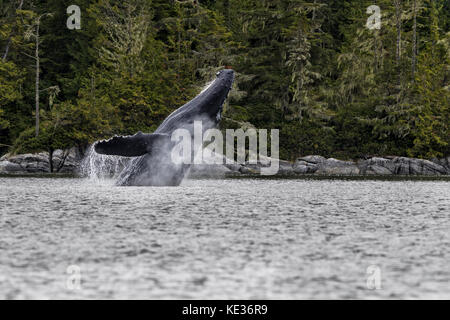 Humpback Whale breaching au large du nord de l'île de Vancouver, Colombie-Britannique, Canada. Banque D'Images