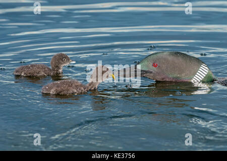 Des profils plongeon huard (Gavia immer) deux semaines de poussins d'un jour, le centre de l'Alberta, Canada Banque D'Images