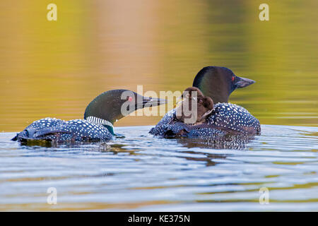 Des profils plongeon huard (Gavia immer) deux semaines de poussins d'un jour, le centre de l'Alberta, Canada Banque D'Images