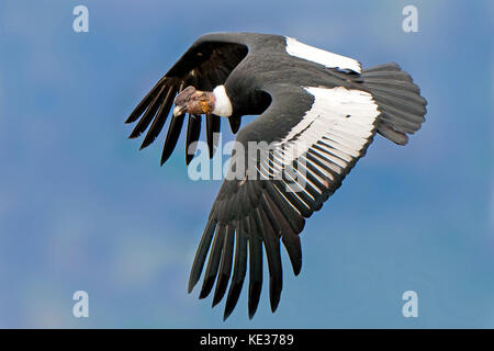 Mâle adulte condor des Andes (Vultur gryphus), Parc National Torres del Paine, dans le sud de la Patagonie, au Chili Banque D'Images