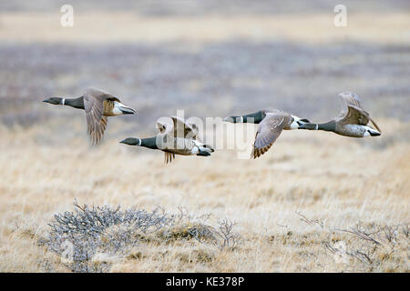 Des profils Bernache de Hutchins (Branta hutchinsii), l'île Victoria, Nunavut, Canada l'Arctique Banque D'Images