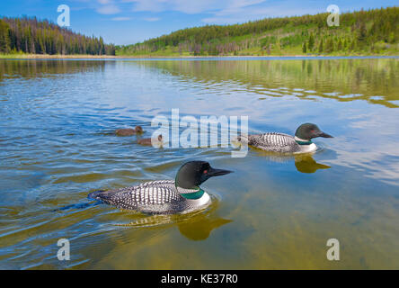 Les plongeons huards adultes (Gavia immer) et deux semaines de poussins d'un jour, le centre de l'Alberta, Canada Banque D'Images