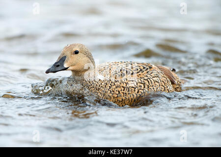 Femme eider à tête grise (Somateria spectabilis), l'île Victoria, Nunavut, Canada l'Arctique Banque D'Images