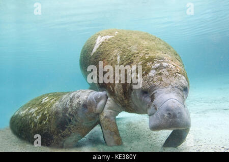 Floride lamantins (Trichechus manatus latirostris), mère et soins bébé veau, Crystal River, le centre-ouest de la Floride, États-Unis Banque D'Images