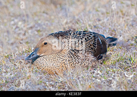 Femelle en incubation l'eider à tête grise (Somateria spectabilis), l'île Victoria, Nunavut, Canada l'Arctique Banque D'Images