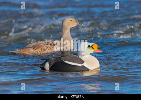 Paire d'eiders à tête grise (Somateria spectabilis), l'île Victoria, Nunavut, Canada l'Arctique Banque D'Images