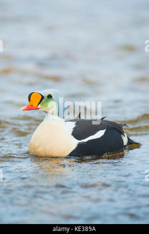 Homme eider à tête grise (Somateria spectabilis), l'île Victoria, Nunavut, Canada l'Arctique Banque D'Images