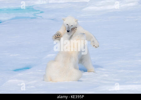 Deux ans d'oursons de l'ours polaire (Ursus maritimus) jouant, archipel du Svalbard, l'Arctique norvégien, Banque D'Images