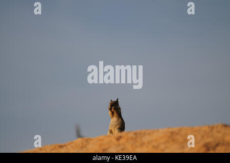 L'écureuil antilope à queue blanche ammospermophilus leucurus Banque D'Images