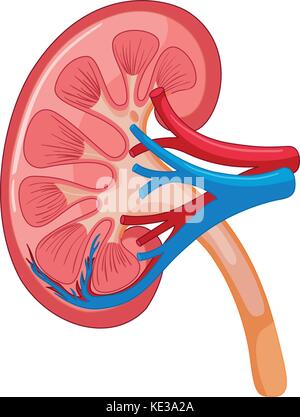 Schéma de l'illustration de rein humain Illustration de Vecteur
