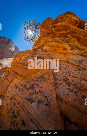 Zion National Park est un parc national américain situé dans le sud-ouest de l'Utah. Une caractéristique importante des 229 kilomètres carrés de Zion Canyon Park est, whic Banque D'Images