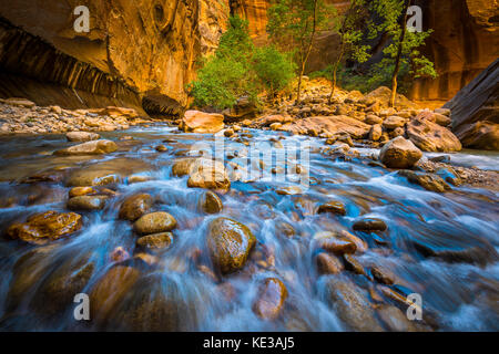 Le passage étroit dans Zion National Park, (près de Springdale, en Utah) est une section de canyon sur l'embranchement nord de la rivière Virgin. La randonnée du Narrows est sur Banque D'Images