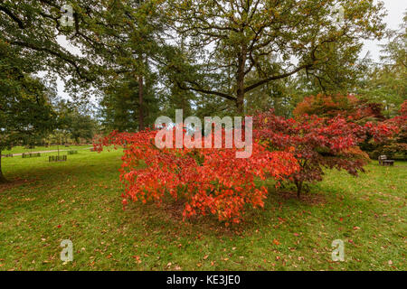 Orange et rouge couleurs des feuilles d'automne de l'érable japonais (Acer palmatum 'Omure yama') à Westonbirt Arboretum National près de Tetbury, Gloucestershire, Royaume-Uni Banque D'Images