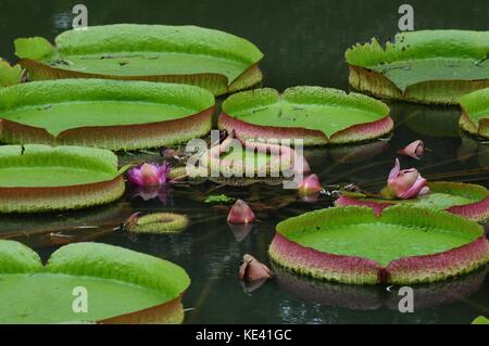 Hangzhou, Hangzhou, Chine. 19 octobre 2017. Hangzhou, CHINE-octobre 2017 : (USAGE ÉDITORIAL UNIQUEMENT. CHINE SORTIE). Victoria amazonica peut être vu au jardin botanique de Hangzhou à Hangzhou, dans la province du Zhejiang de l'est de la Chine. Victoria amazonica est une espèce de plante à fleurs, la plus grande de la famille des Nymphaeaceae de nénuphars. Crédit : Sipa Asia/ZUMA Wire/Alamy Live News Banque D'Images