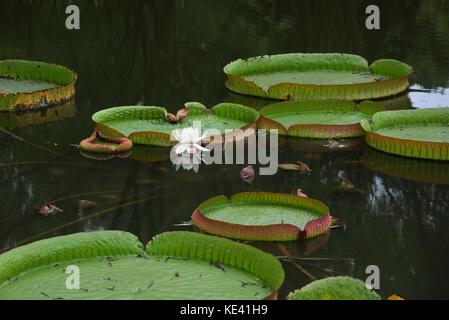 Hangzhou, Hangzhou, Chine. 19 octobre 2017. Hangzhou, CHINE-octobre 2017 : (USAGE ÉDITORIAL UNIQUEMENT. CHINE SORTIE). Victoria amazonica peut être vu au jardin botanique de Hangzhou à Hangzhou, dans la province du Zhejiang de l'est de la Chine. Victoria amazonica est une espèce de plante à fleurs, la plus grande de la famille des Nymphaeaceae de nénuphars. Crédit : Sipa Asia/ZUMA Wire/Alamy Live News Banque D'Images