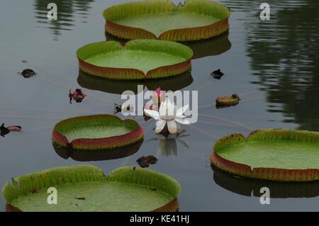 Hangzhou, Hangzhou, Chine. 19 octobre 2017. Hangzhou, CHINE-octobre 2017 : (USAGE ÉDITORIAL UNIQUEMENT. CHINE SORTIE). Victoria amazonica peut être vu au jardin botanique de Hangzhou à Hangzhou, dans la province du Zhejiang de l'est de la Chine. Victoria amazonica est une espèce de plante à fleurs, la plus grande de la famille des Nymphaeaceae de nénuphars. Crédit : Sipa Asia/ZUMA Wire/Alamy Live News Banque D'Images