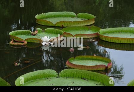 Hangzhou, Hangzhou, Chine. 19 octobre 2017. Hangzhou, CHINE-octobre 2017 : (USAGE ÉDITORIAL UNIQUEMENT. CHINE SORTIE). Victoria amazonica peut être vu au jardin botanique de Hangzhou à Hangzhou, dans la province du Zhejiang de l'est de la Chine. Victoria amazonica est une espèce de plante à fleurs, la plus grande de la famille des Nymphaeaceae de nénuphars. Crédit : Sipa Asia/ZUMA Wire/Alamy Live News Banque D'Images