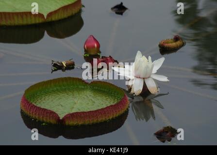 Hangzhou, Hangzhou, Chine. 19 octobre 2017. Hangzhou, CHINE-octobre 2017 : (USAGE ÉDITORIAL UNIQUEMENT. CHINE SORTIE). Victoria amazonica peut être vu au jardin botanique de Hangzhou à Hangzhou, dans la province du Zhejiang de l'est de la Chine. Victoria amazonica est une espèce de plante à fleurs, la plus grande de la famille des Nymphaeaceae de nénuphars. Crédit : Sipa Asia/ZUMA Wire/Alamy Live News Banque D'Images