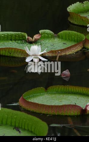 Hangzhou, Hangzhou, Chine. 19 octobre 2017. Hangzhou, CHINE-octobre 2017 : (USAGE ÉDITORIAL UNIQUEMENT. CHINE SORTIE). Victoria amazonica peut être vu au jardin botanique de Hangzhou à Hangzhou, dans la province du Zhejiang de l'est de la Chine. Victoria amazonica est une espèce de plante à fleurs, la plus grande de la famille des Nymphaeaceae de nénuphars. Crédit : Sipa Asia/ZUMA Wire/Alamy Live News Banque D'Images