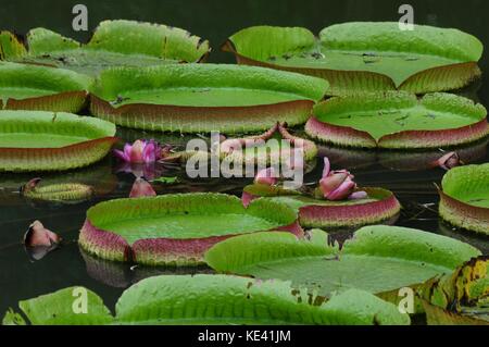 Hangzhou, Hangzhou, Chine. 19 octobre 2017. Hangzhou, CHINE-octobre 2017 : (USAGE ÉDITORIAL UNIQUEMENT. CHINE SORTIE). Victoria amazonica peut être vu au jardin botanique de Hangzhou à Hangzhou, dans la province du Zhejiang de l'est de la Chine. Victoria amazonica est une espèce de plante à fleurs, la plus grande de la famille des Nymphaeaceae de nénuphars. Crédit : Sipa Asia/ZUMA Wire/Alamy Live News Banque D'Images