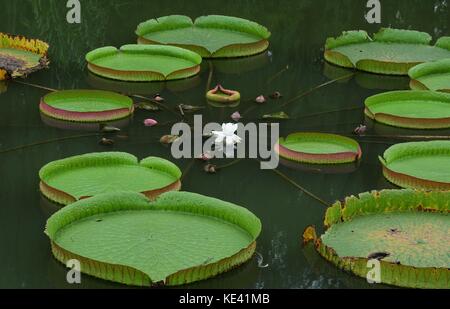 Hangzhou, Hangzhou, Chine. 19 octobre 2017. Hangzhou, CHINE-octobre 2017 : (USAGE ÉDITORIAL UNIQUEMENT. CHINE SORTIE). Victoria amazonica peut être vu au jardin botanique de Hangzhou à Hangzhou, dans la province du Zhejiang de l'est de la Chine. Victoria amazonica est une espèce de plante à fleurs, la plus grande de la famille des Nymphaeaceae de nénuphars. Crédit : Sipa Asia/ZUMA Wire/Alamy Live News Banque D'Images