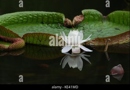 Hangzhou, Hangzhou, Chine. 19 octobre 2017. Hangzhou, CHINE-octobre 2017 : (USAGE ÉDITORIAL UNIQUEMENT. CHINE SORTIE). Victoria amazonica peut être vu au jardin botanique de Hangzhou à Hangzhou, dans la province du Zhejiang de l'est de la Chine. Victoria amazonica est une espèce de plante à fleurs, la plus grande de la famille des Nymphaeaceae de nénuphars. Crédit : Sipa Asia/ZUMA Wire/Alamy Live News Banque D'Images