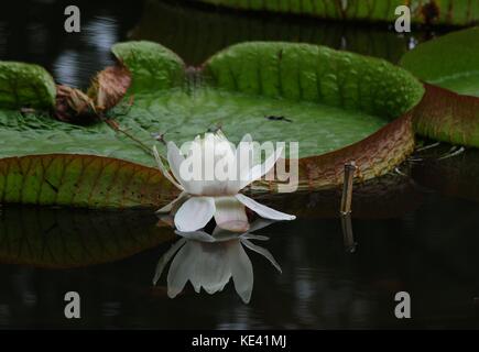 Hangzhou, Hangzhou, Chine. 19 octobre 2017. Hangzhou, CHINE-octobre 2017 : (USAGE ÉDITORIAL UNIQUEMENT. CHINE SORTIE). Victoria amazonica peut être vu au jardin botanique de Hangzhou à Hangzhou, dans la province du Zhejiang de l'est de la Chine. Victoria amazonica est une espèce de plante à fleurs, la plus grande de la famille des Nymphaeaceae de nénuphars. Crédit : Sipa Asia/ZUMA Wire/Alamy Live News Banque D'Images