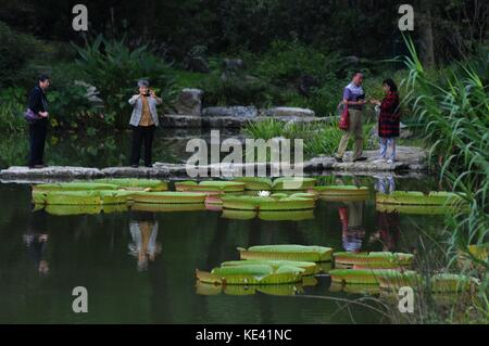 Hangzhou, Hangzhou, Chine. 19 octobre 2017. Hangzhou, CHINE-octobre 2017 : (USAGE ÉDITORIAL UNIQUEMENT. CHINE SORTIE). Victoria amazonica peut être vu au jardin botanique de Hangzhou à Hangzhou, dans la province du Zhejiang de l'est de la Chine. Victoria amazonica est une espèce de plante à fleurs, la plus grande de la famille des Nymphaeaceae de nénuphars. Crédit : Sipa Asia/ZUMA Wire/Alamy Live News Banque D'Images