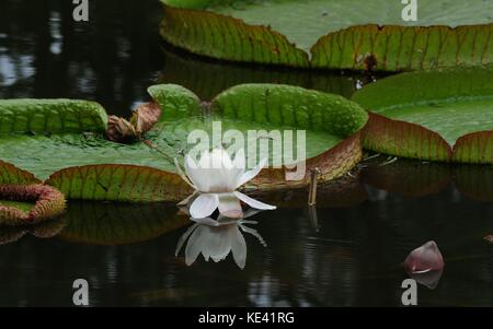 Hangzhou, Hangzhou, Chine. 19 oct, 2017. Hangzhou, Chine-octobre 2017 :(usage éditorial seulement. la Chine).Victoria Amazonica peut être vu à Hangzhou Botanical garden à Hangzhou, Zhejiang Province de Chine orientale.victoria amazonica est une espèce de plante à fleurs, le plus grand de la famille des nymphaeaceae nénuphars. crédit : sipa Asie/zuma/Alamy fil live news Banque D'Images