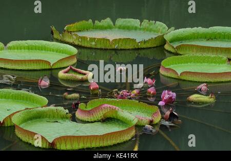 Hangzhou, Hangzhou, Chine. 19 octobre 2017. Hangzhou, CHINE-octobre 2017 : (USAGE ÉDITORIAL UNIQUEMENT. CHINE SORTIE). Victoria amazonica peut être vu au jardin botanique de Hangzhou à Hangzhou, dans la province du Zhejiang de l'est de la Chine. Victoria amazonica est une espèce de plante à fleurs, la plus grande de la famille des Nymphaeaceae de nénuphars. Crédit : Sipa Asia/ZUMA Wire/Alamy Live News Banque D'Images