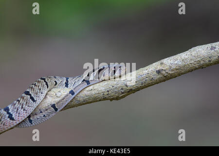 Serpent kukri bagués (oligodon fasciolatus) sur une branche dans la nature Banque D'Images