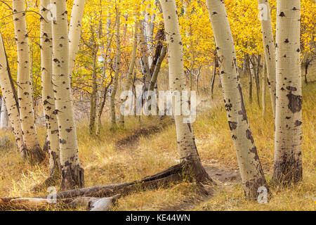 Le tremble des montagnes (Populus tremuloides) dans son feuillage d'automne, June Lake Loop, June Lake, Californie. Banque D'Images