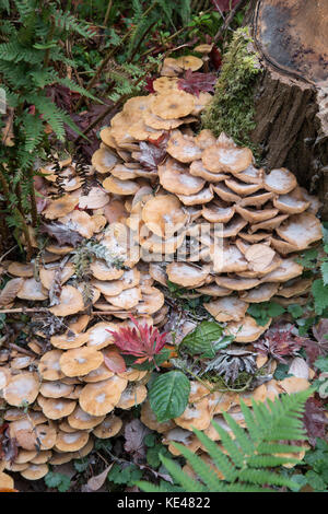 Le miel : champignon Armillaria mellea. Surrey, UK. Banque D'Images