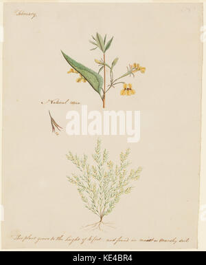 966692 Collection 28 dessins botaniques de plantes australiennes fin ca eigtheenth century Banque D'Images