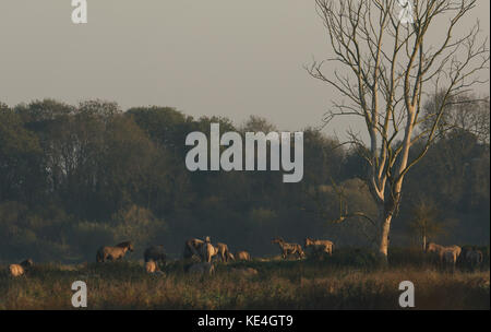Un troupeau de poneys konik pâturage (Equus ferus caballus) à burwell fen, en Angleterre dans la lumière du matin. Banque D'Images