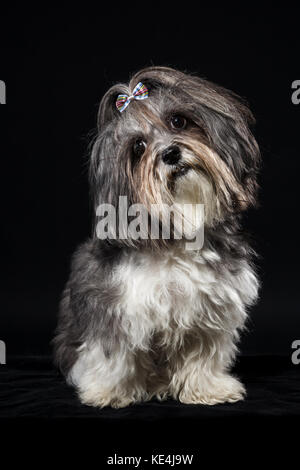 Portrait of a cute Bichon Havanais chien avec ribbon bow, tête inclinée sur fond noir. Banque D'Images