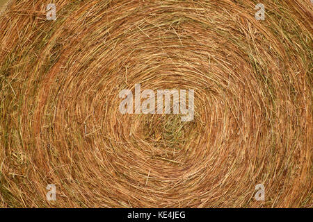 Hay bale closeup texture avec une image de fond - l'agriculture. Banque D'Images