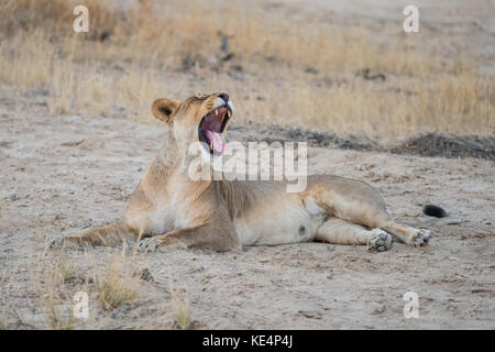 Une lionne béant dans le parc transfrontalier de Kgalagadi qui chevauche l'Afrique du Sud et le Botswana. Banque D'Images