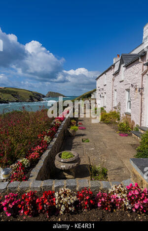 Maisons de vacances à abercastle rose. Banque D'Images