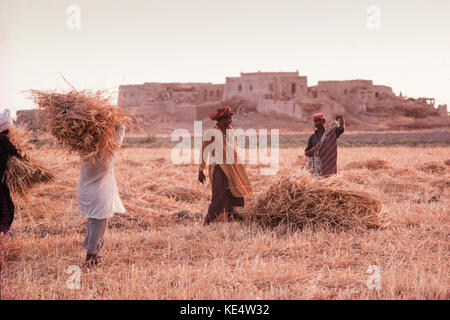 La récolte du blé dans la province du Sindh, Pakistan, 1990. Banque D'Images